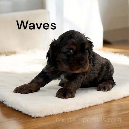 puppy, for, sale, Cocker Spaniel, Joe & Cherri  Overlease, dog, breeder, Miller, MO, dog-breeder, puppy-for-sale, forsale, nearby, find, puppyfind, locator, puppylocator, aca